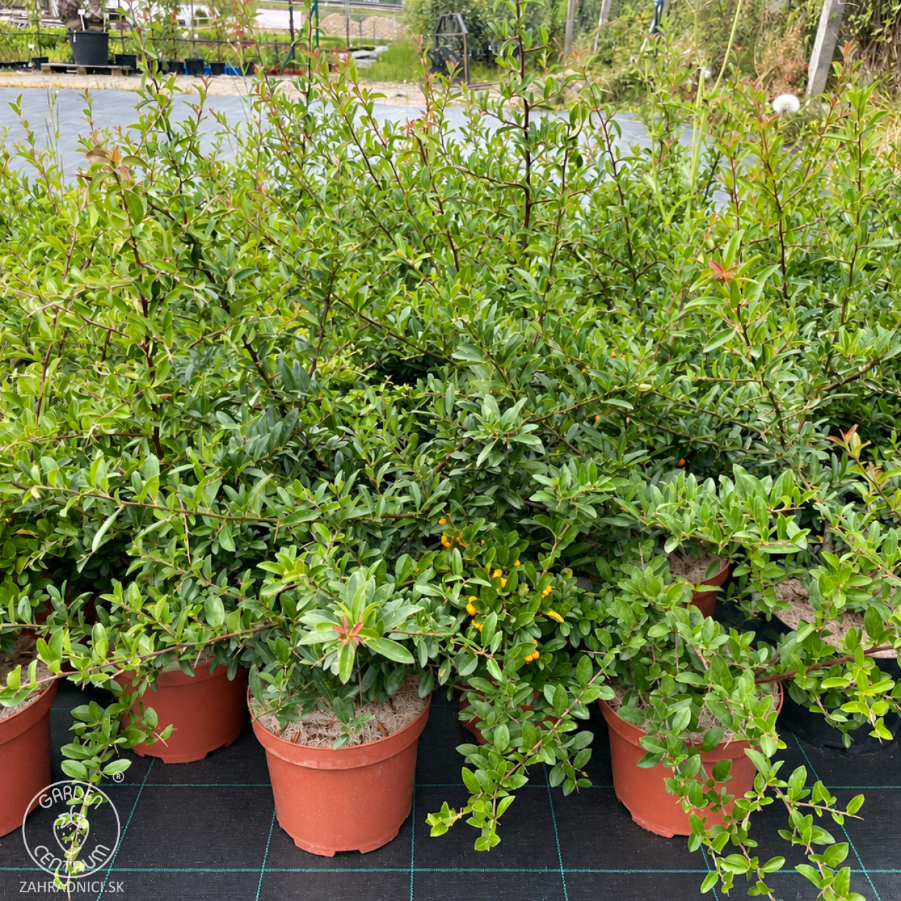 Obrázok Hlohyňa šarlátová (Pyracantha) ´GOLDEN CHARMER´ - výška 50-70 cm, kont. C3L